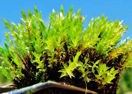 Attēlu rezultāti vaicājumam “Bryum pallens”