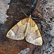 Attēlu rezultāti vaicājumam “Eulithis testata”