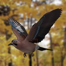 Attēlu rezultāti vaicājumam “Garrulus glandarius”