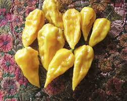 Afbeeldingsresultaat voor yellow fratali hot pepper