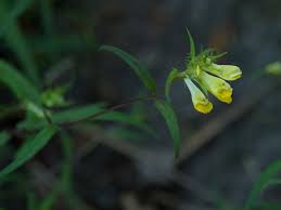Attēlu rezultāti vaicājumam “Melampyrum pratense bud”
