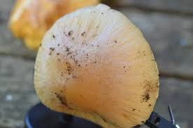 Attēlu rezultāti vaicājumam “Rozites caperata”