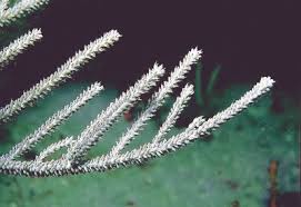 Attēlu rezultāti vaicājumam “Comatricha laxa”