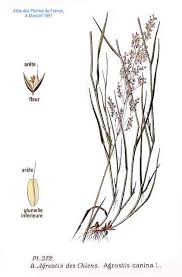Attēlu rezultāti vaicājumam “Agrostis canina”