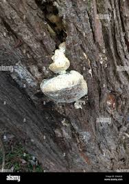 Attēlu rezultāti vaicājumam “Trametes suaveolens”