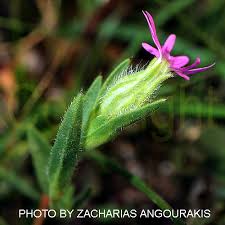 Attēlu rezultāti vaicājumam “Silene tatarica bud”