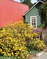 Attēlu rezultāti vaicājumam “Tagetes”