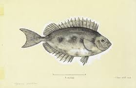 Image result for Siganus rivulatus
