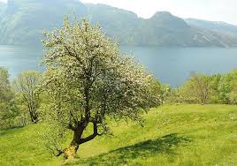 Attēlu rezultāti vaicājumam “Malus sylvestris”