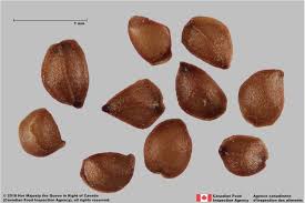 Attēlu rezultāti vaicājumam “Lythrum salicaria fruit”