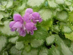 Attēlu rezultāti vaicājumam “Lamium”