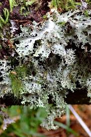 Attēlu rezultāti vaicājumam “Riccardia multifida”