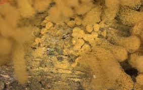 Attēlu rezultāti vaicājumam “Heterotrichia obvelata (syn. Arcyria obvelata) young”