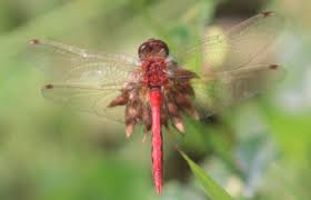 Attēlu rezultāti vaicājumam “Cordulidae”