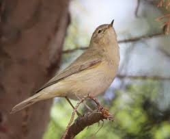 Attēlu rezultāti vaicājumam “Phylloscopus collybita”