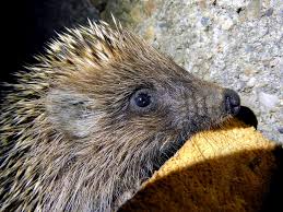 Attēlu rezultāti vaicājumam “Erinaceus roumanicus”