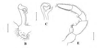 Attēlu rezultāti vaicājumam “Strongylosoma pallipes”
