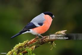 Attēlu rezultāti vaicājumam “Pyrrhula pyrrhula male”