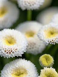 Image result for Tanacetum parthenium