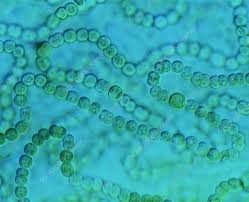 Attēlu rezultāti vaicājumam “Nostoc pruniforme macro”