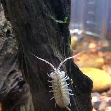 Attēlu rezultāti vaicājumam “Asellus aquaticus”