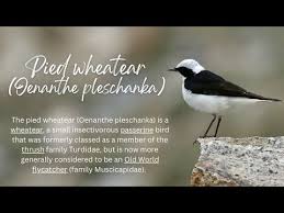 Image result for Oenanthe pleschanka