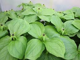 Attēlu rezultāti vaicājumam “Paris quadrifolia leaf”