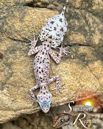 Attēlu rezultāti vaicājumam “Lycogala asperum”