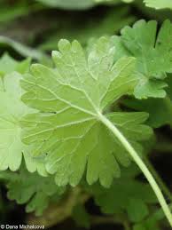 Attēlu rezultāti vaicājumam “Geranium molle leaf”