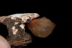 Attēlu rezultāti vaicājumam “Ceratiomyxa morchella”