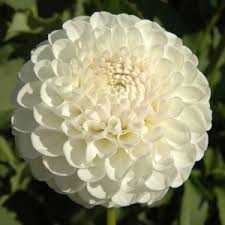 Image result for Dahlia `Snowflake`