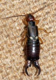 Attēlu rezultāti vaicājumam “Forficula auricularia”