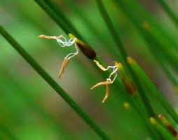 Attēlu rezultāti vaicājumam “Trichophorum cespitosum fruit”