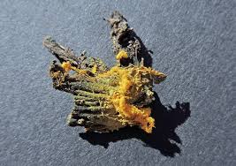 Attēlu rezultāti vaicājumam “Hemitrichia serpula spores”