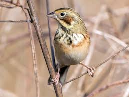 Image result for Emberiza fucata