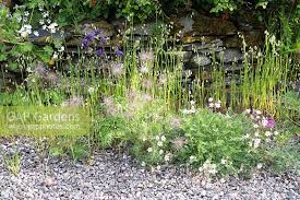 Attēlu rezultāti vaicājumam “Briza media”