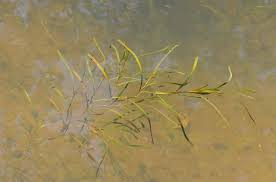 Attēlu rezultāti vaicājumam “Potamogeton compressus”