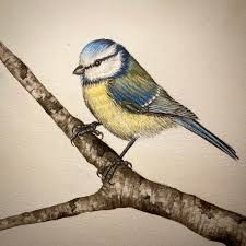 Attēlu rezultāti vaicājumam “Cyanistes caeruleus adult”