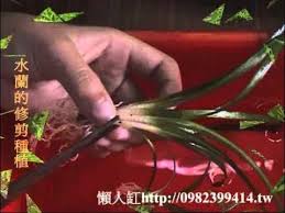 「扭蘭」的圖片搜尋結果