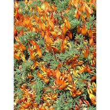 Attēlu rezultāti vaicājumam “Lotus sp. flower”