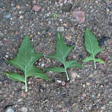 Attēlu rezultāti vaicājumam “Sisymbrium loeselii leaf”