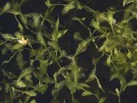 Attēlu rezultāti vaicājumam “Lemna trisulca”