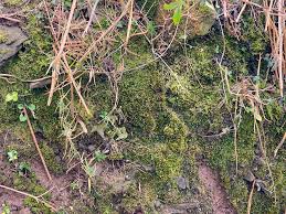 Attēlu rezultāti vaicājumam “Mnium stellare”