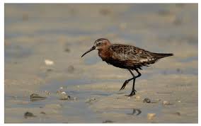 Attēlu rezultāti vaicājumam “Calidris ferruginea”