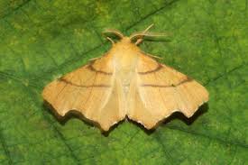 Attēlu rezultāti vaicājumam “Ennomos erosaria”