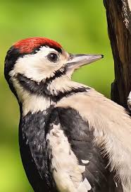 Attēlu rezultāti vaicājumam “Dendrocopos major juvenile”