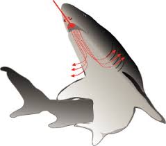 Image result for Rhizoprionodon longurio