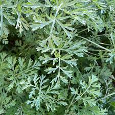 Image result for Artemisia annua