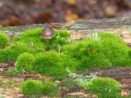 Attēlu rezultāti vaicājumam “Dicranum montanum”