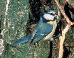 Image result for Cyanistes caeruleus